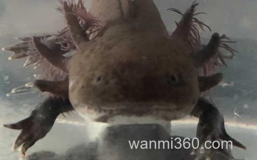 美西螈_1