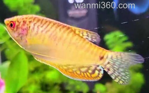 曼龙鱼_1