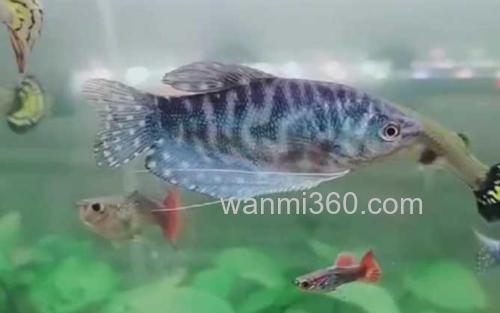 曼龙鱼_2