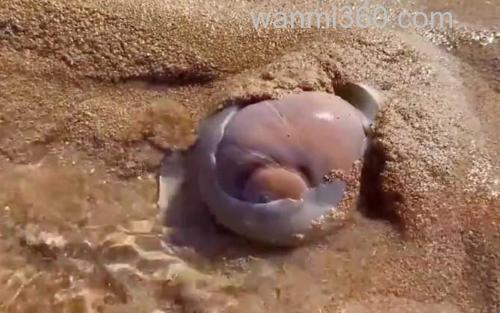 猫眼螺_2