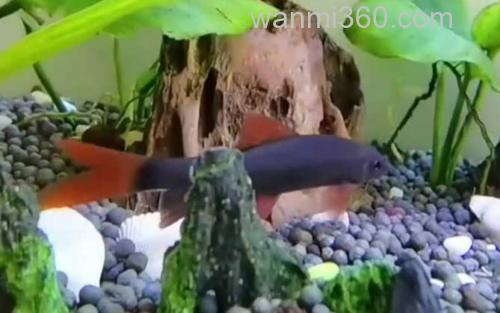 彩虹鲨_2