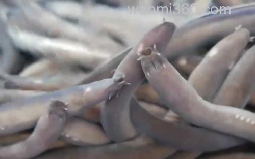 盲鳗_0