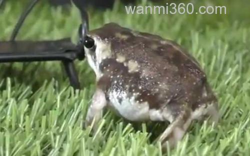 馒头蛙_1