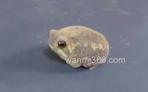 馒头蛙_2