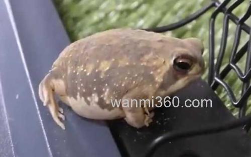 馒头蛙_3