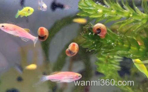 苹果螺_0
