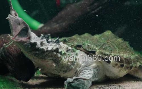 玛塔龟_3