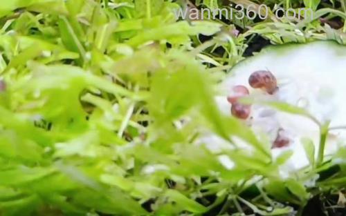 苹果螺_1