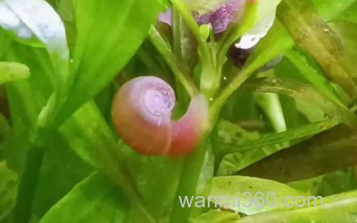苹果螺_0