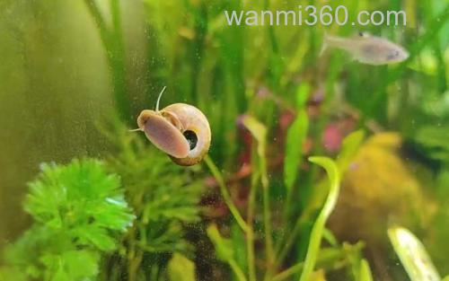 苹果螺_0