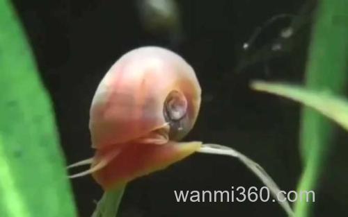 苹果螺_0