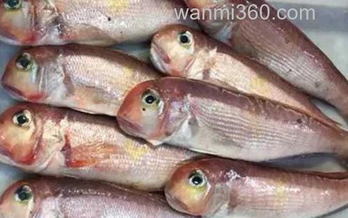 马头鱼_2