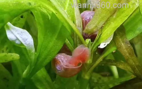 苹果螺_0