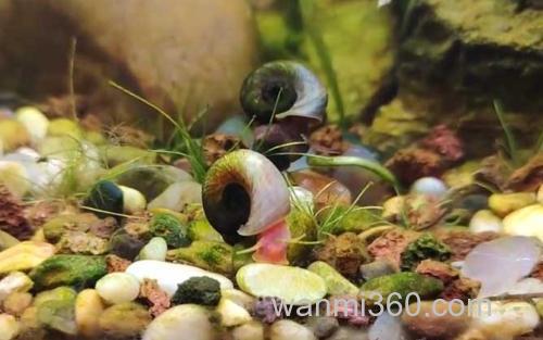 苹果螺_1