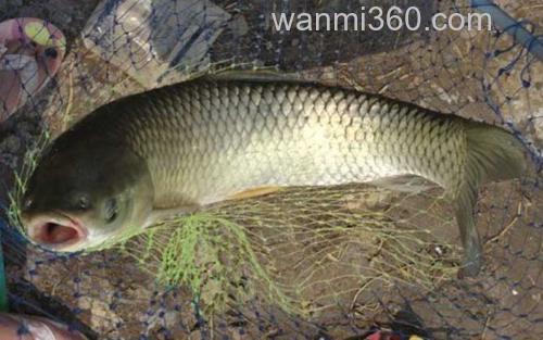 草鱼钓法_1