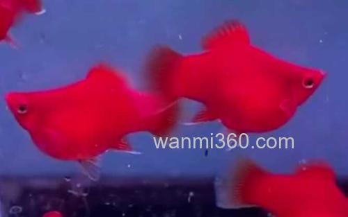 红玛丽鱼_0