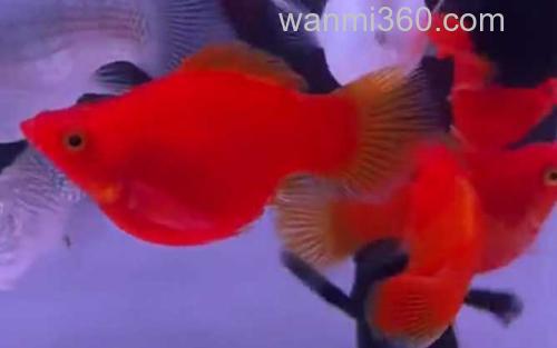 红玛丽鱼_2