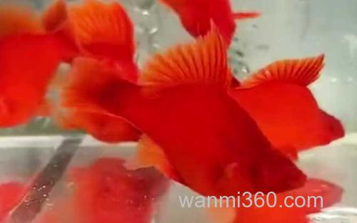 红玛丽鱼_1