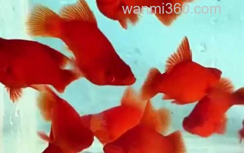 红玛丽鱼_3