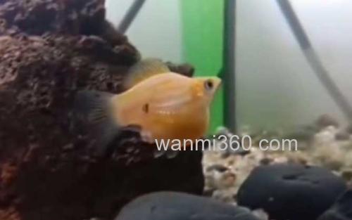 玛丽鱼_2