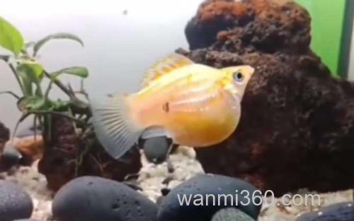 玛丽鱼_0