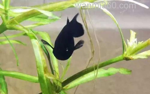 玛丽鱼_3