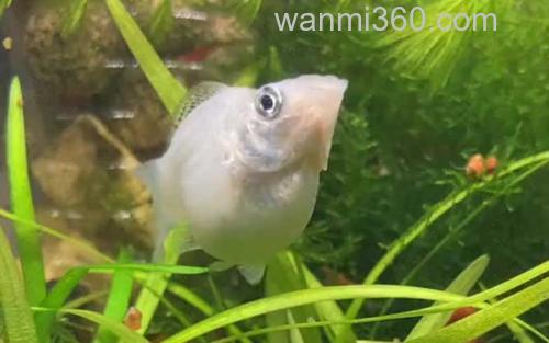 玛丽鱼_0