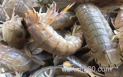 濑尿虾_0