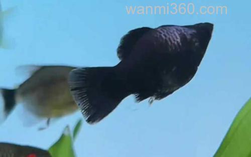 玛丽鱼_0