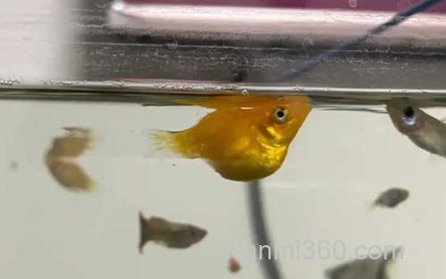 玛丽鱼_3