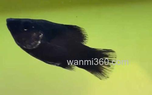 玛丽鱼_3