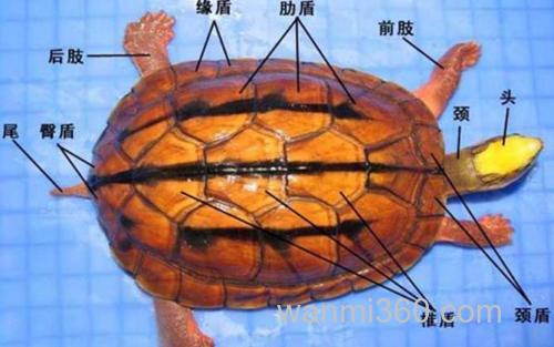 金线龟_1