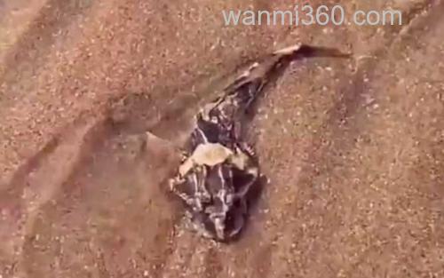 松江鲈鱼_0