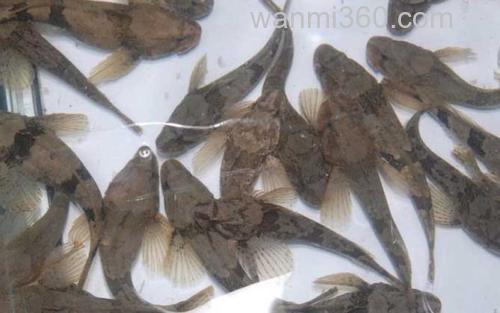 四鳃鲈鱼_1