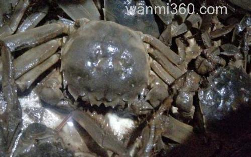 大闸蟹_3