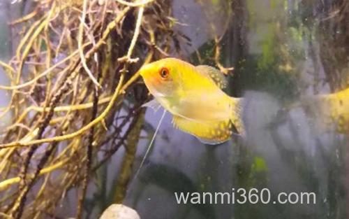 黄曼龙_2