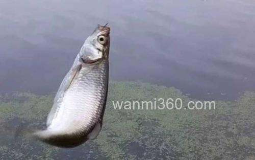 野钓_1