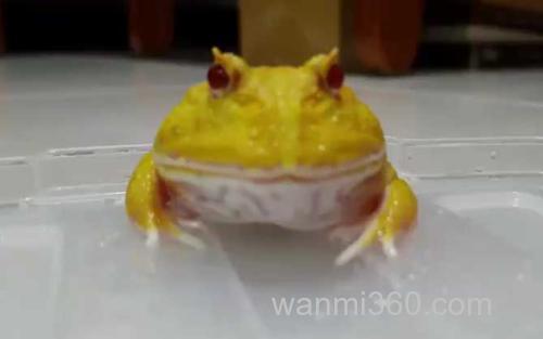 黄金角蛙_1