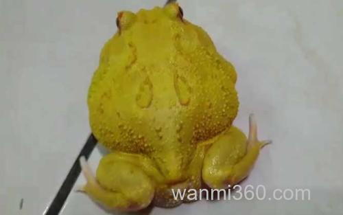 黄金角蛙_2