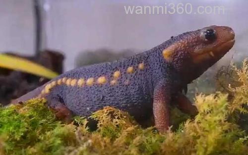 红瘰疣螈_0