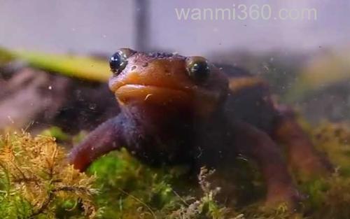 红瘰疣螈_3