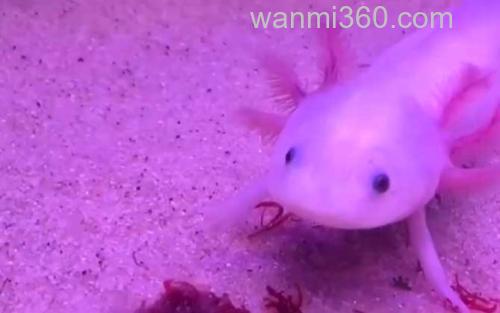 钝口螈_3