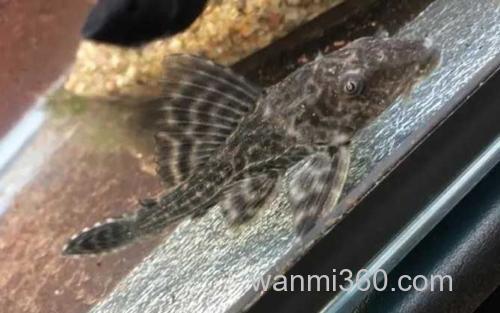 清道夫_1