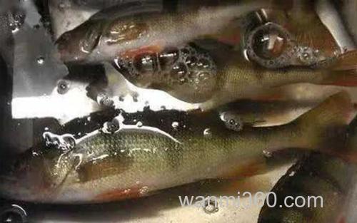 河鲈鱼_1