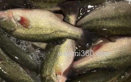 鲈鱼_1