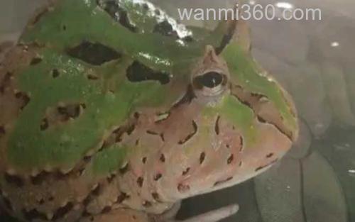 蝴蝶角蛙_1