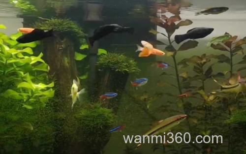 黑玛丽_3