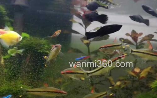 黑玛丽_1