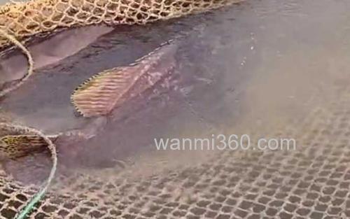 龙趸鱼_1