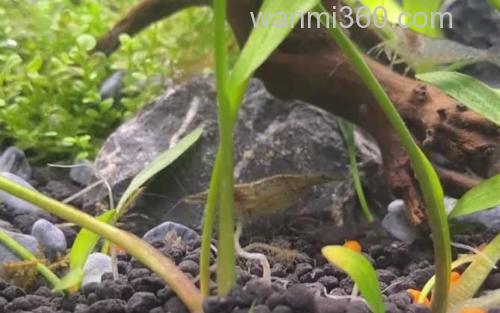 黑壳虾_1